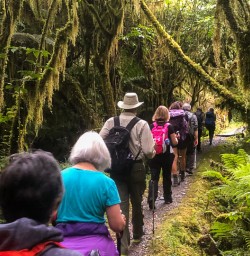 Group walking at Milford Track, Arthur river, Fiordland New Zealand