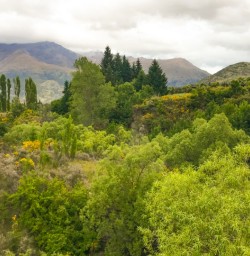 10. Arrowtown Bike trip