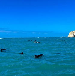 Dolphin swim in Kaikoura 