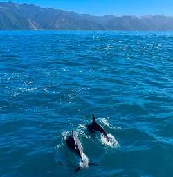Dolphins in New Zealand