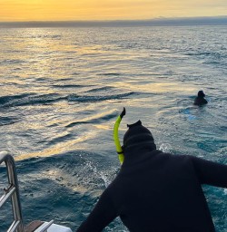 Dusky dolphins in Kaikoura