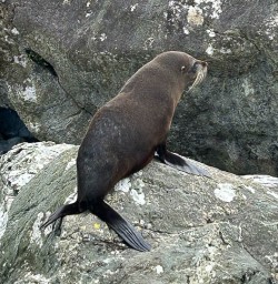 Fur Seal in Fiordland National Park 