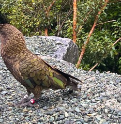Kea bird
