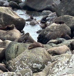 Long reef seal colony
