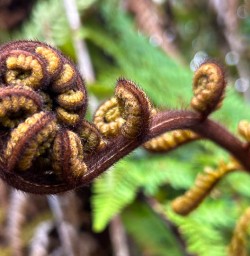 New Zealand Fern 