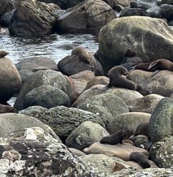 New Zealand fur seals 