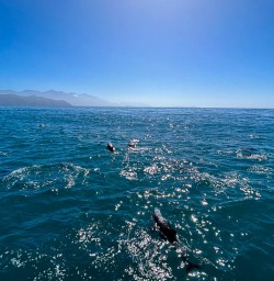 Swimming with Dolphins in New Zealand 