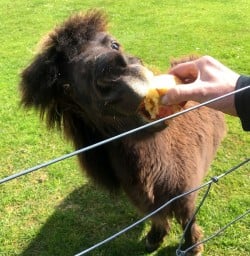 Feeding Alpaca