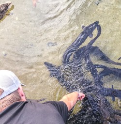 Eels at Lake Rotoiti, Tasman New Zealand