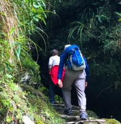 Forest of Paparoa National Park