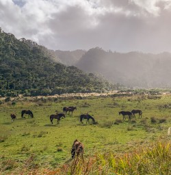 Horses at Punakaiki river, West Coast New Zealand