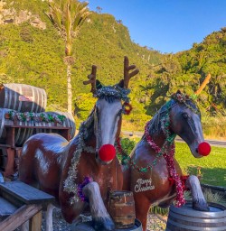 Horses at Punakaiki Tavern, West Coast New Zealand