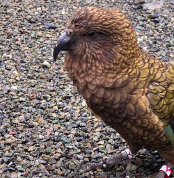 Inquisitive kea bird 
