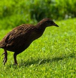New Zealand bird