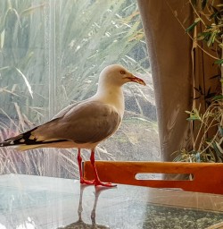 Seagull at West Coast, New Zealand