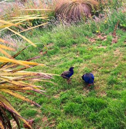 Some of the locals!