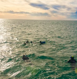 11. Dolphin swim sunrise