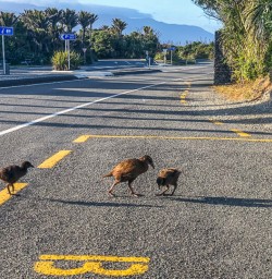 Wekas crossing road at Punakaiki, West Coast New Zealand