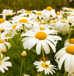 11. Giant Daisy