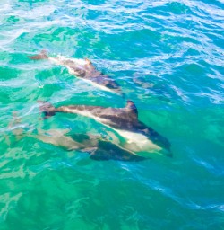 11. Dolphins on the dolphin swim