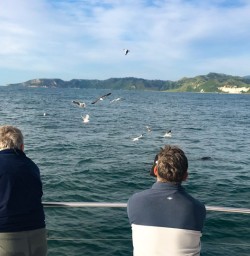 11. Birdlife Dolphin Spotting