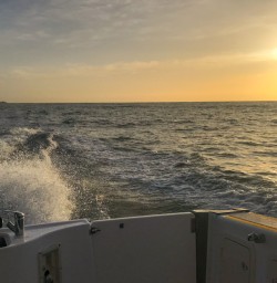 11. Dolphin Swim sunrise