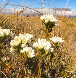 11. Flowers on Rock Peak