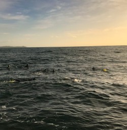 11. Sunrise guests in water dolphin wim