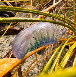 11. West Coast creatures