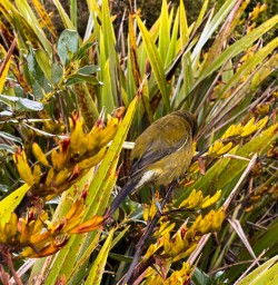 11. West Coast wildlife