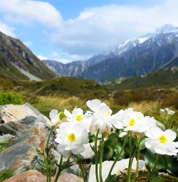 White Lily at Aoraki Mount Cook National Park