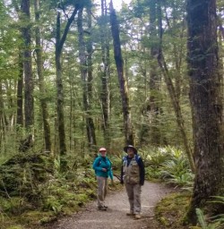 Beech forest Kepler Track