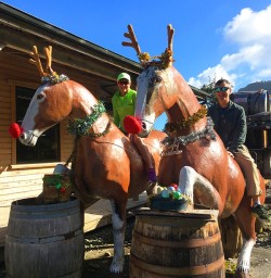Christmas Reindeers in New Zealand!