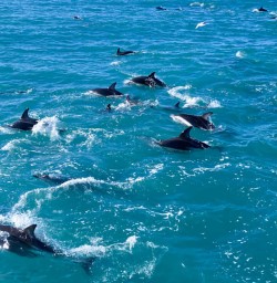Dolphins Christchurch