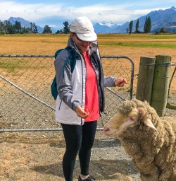 Feeding sheep Mt Nicholas station