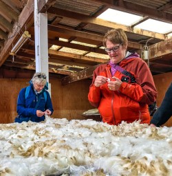 Feeling wool on Queenstown farm tour