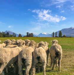 Herding sheep Mount Nicholas sheep station