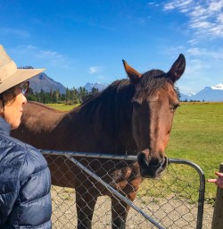 Horse at Mount Nicholas farm experience