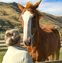 Horse on Queenstown farm