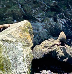 Milford sound 