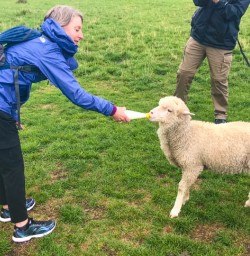 Queenstown farm adventure