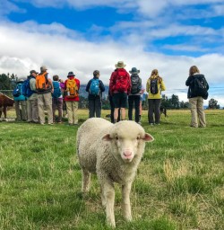 Queenstown farm tour