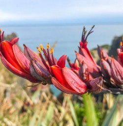 Red flowers at Punakaiki pancake rocks, West Coast New Zealand