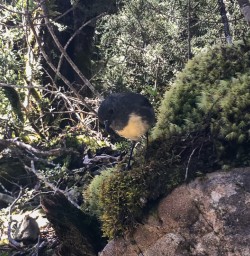 Robin bird at Arthurs Pass National Park, Canterbury New Zealand