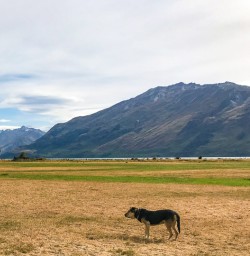 Sheep dog Mt Nicholas station