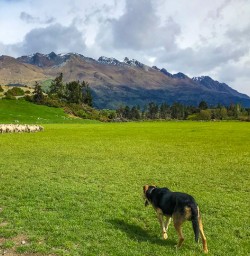 Sheep dog on Queenstown farm
