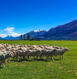 Sheep on Queenstown farm