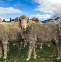 Sheep Queenstown