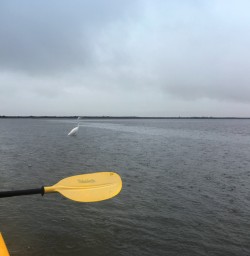 12 swan kayaking okarito laggon nz