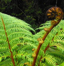 New tree fern fronds unfurling.